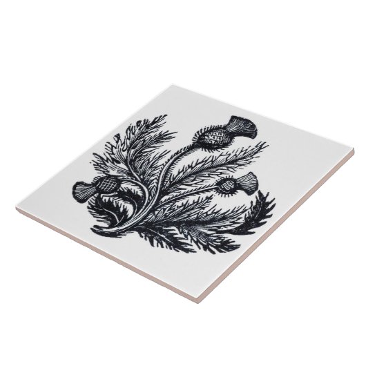 アザミ タイル (側面)