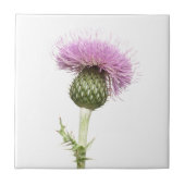 アザミ タイル (正面)