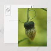 アザミ ポストカード (正面/裏面)