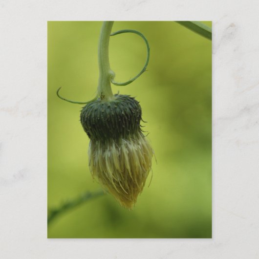 アザミ ポストカード (正面)