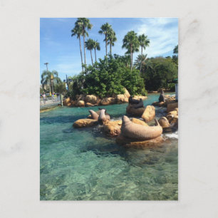 アザラシとアシカ ポストカード