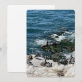 アザラシと鳥 シーズンカード (正面/裏面)