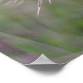 アザラシのポスター ポスター (角)