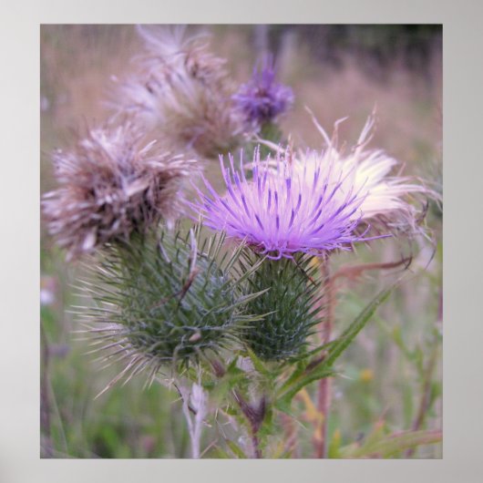 アザラシのポスター ポスター (正面)