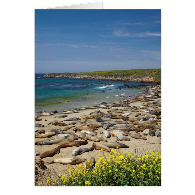 アザラシの山 (正面)