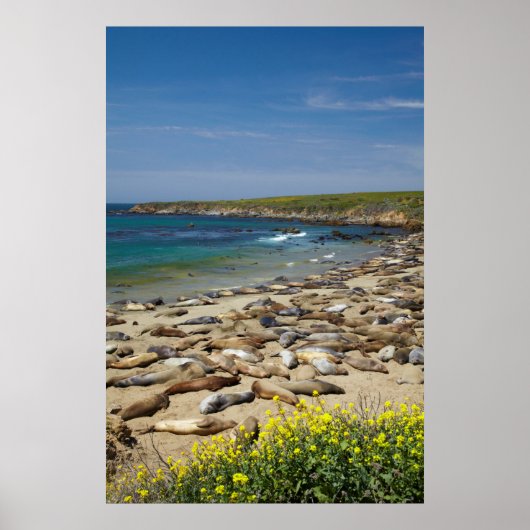 アザラシの山 ポスター (正面)