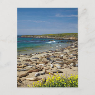 アザラシの山 ポストカード