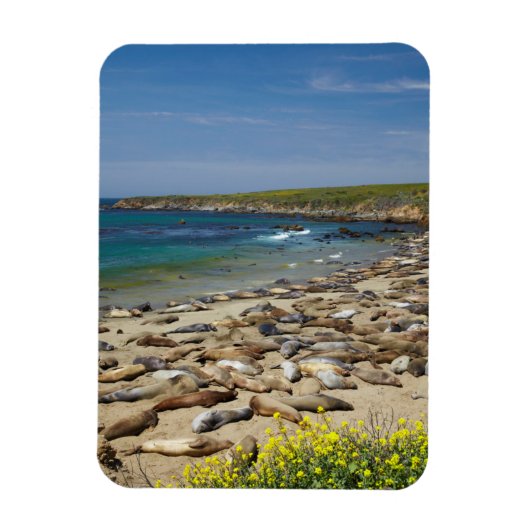 アザラシの山 マグネット (縦)