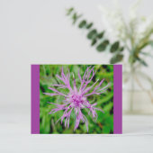アザラシ花はがき ポストカード (スタンド正面)