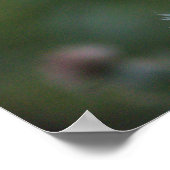 アザラシ花ポスター ポスター (角)