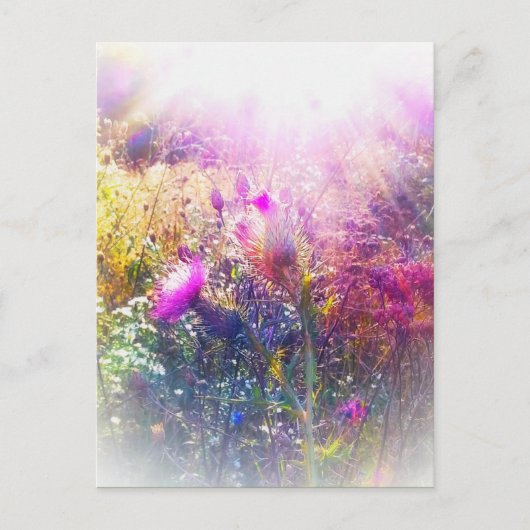 アザラシ葉書 ポストカード (正面)