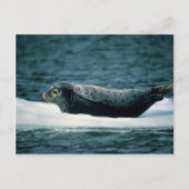 アザラシ ポストカード (正面)