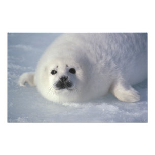 アザラシ(Phoca groenlandica)生後1週間のアザラシ フォトプリント
