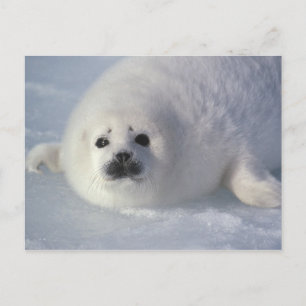 アザラシ(Phoca groenlandica)生後1週間のアザラシ ポストカード