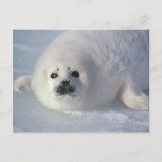 アザラシ(Phoca groenlandica)生後1週間のアザラシ ポストカード (正面)