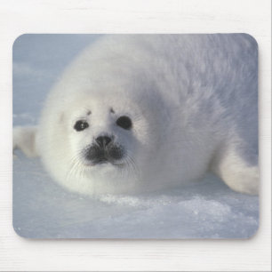 アザラシ(Phoca groenlandica)生後1週間のアザラシ マウスパッド