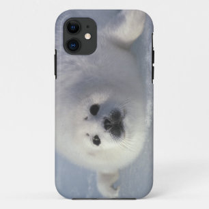 アザラシ(Phoca groenlandica)生後1週間のアザラシ iPhone 11 ケース