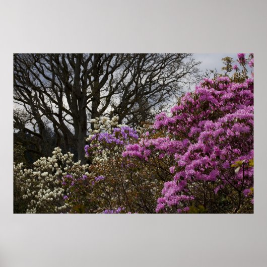 アザリアとマグノリア ポスター (正面)