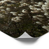 アザリアとマグノリア ポスター (角)