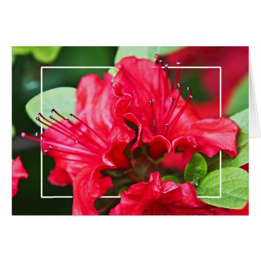 アザレアの花 (正面横)
