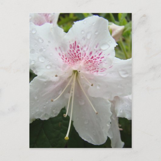 アザレアの花 白い濡れたアザレア カード ギフト マグ (正面)