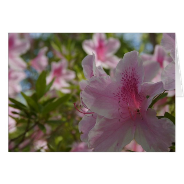 アザレアアロハ！ (正面横)