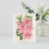 アザレアインディカ（ハイブリダ）ギガンティフローラバイレマイア ポストカード (スタンド正面)