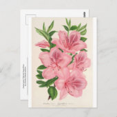 アザレアインディカ(ハイブリダ)ギガンティフローラバイレマイア ポストカード (正面/裏面)