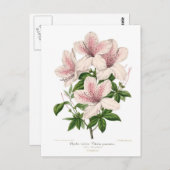 アザレアインディカ – vittata upctata ポストカード (正面/裏面)