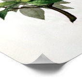 「アザレアヌディフローラ」ヴィンテージフラワーイラストレーション ポスター (角)