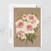 アザレア（インディカ）リーヌ・デ・ペイ・バスby Lemaire ポストカード (正面/裏面)