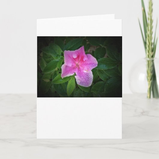 アザレア カード (正面)