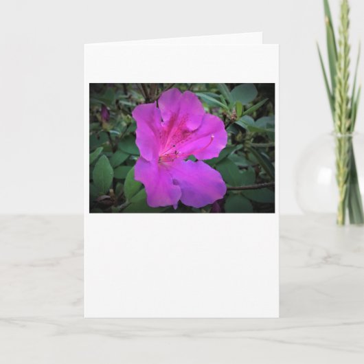 アザレア カード (正面)