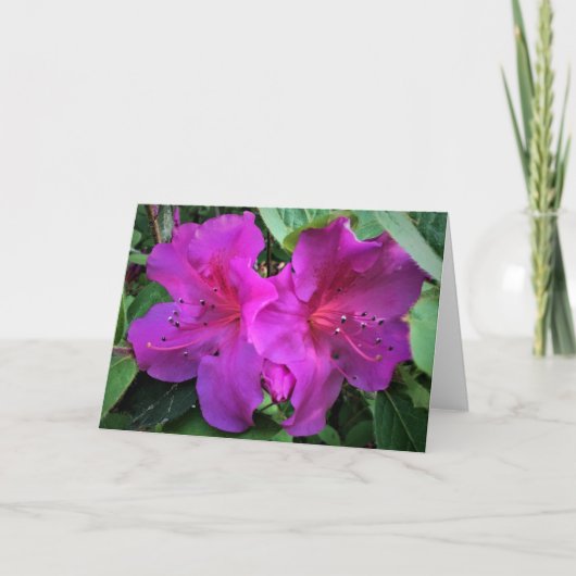 アザレア カード (正面)