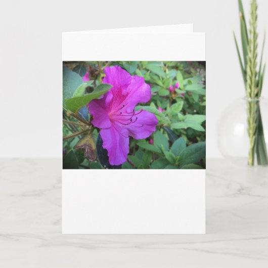 アザレア、カード カード (正面)