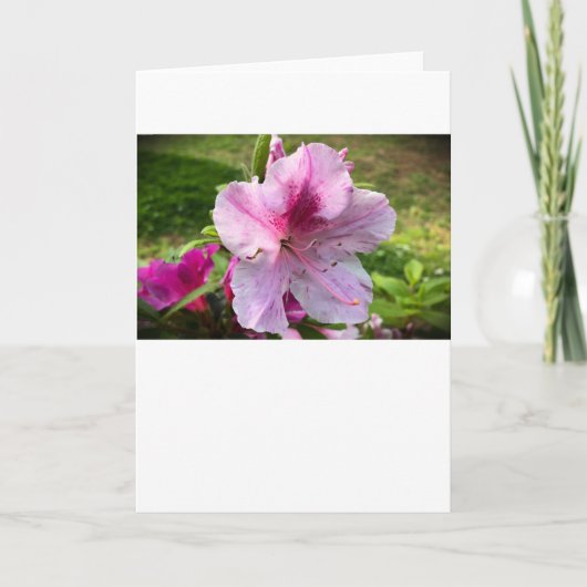 アザレア、カード カード (正面)