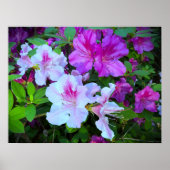 アザレア ポスター (正面)