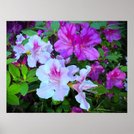 アザレア ポスター