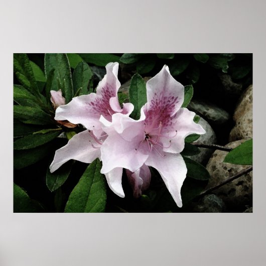 アザレア ポスター (正面)