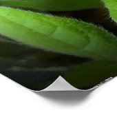 アザレア ポスター (角)