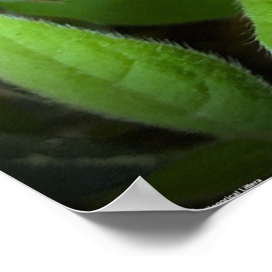 アザレア ポスター (角)