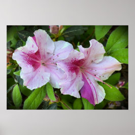 アザレア ポスター