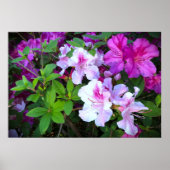 アザレア ポスター (正面)