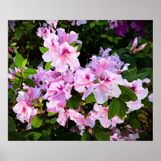 アザレア ポスター (正面)