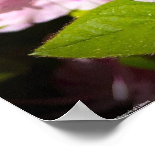 アザレア ポスター (角)