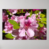 アザレア ポスター (正面)