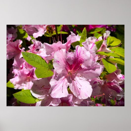 アザレア ポスター (正面)