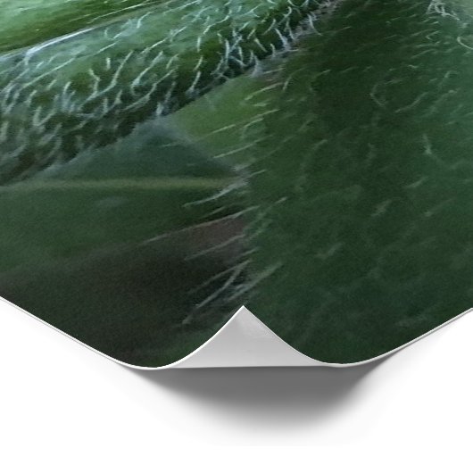 アザレア ポスター (角)