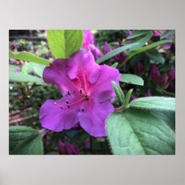 アザレア ポスター