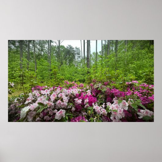 アザレア ポスター (正面)